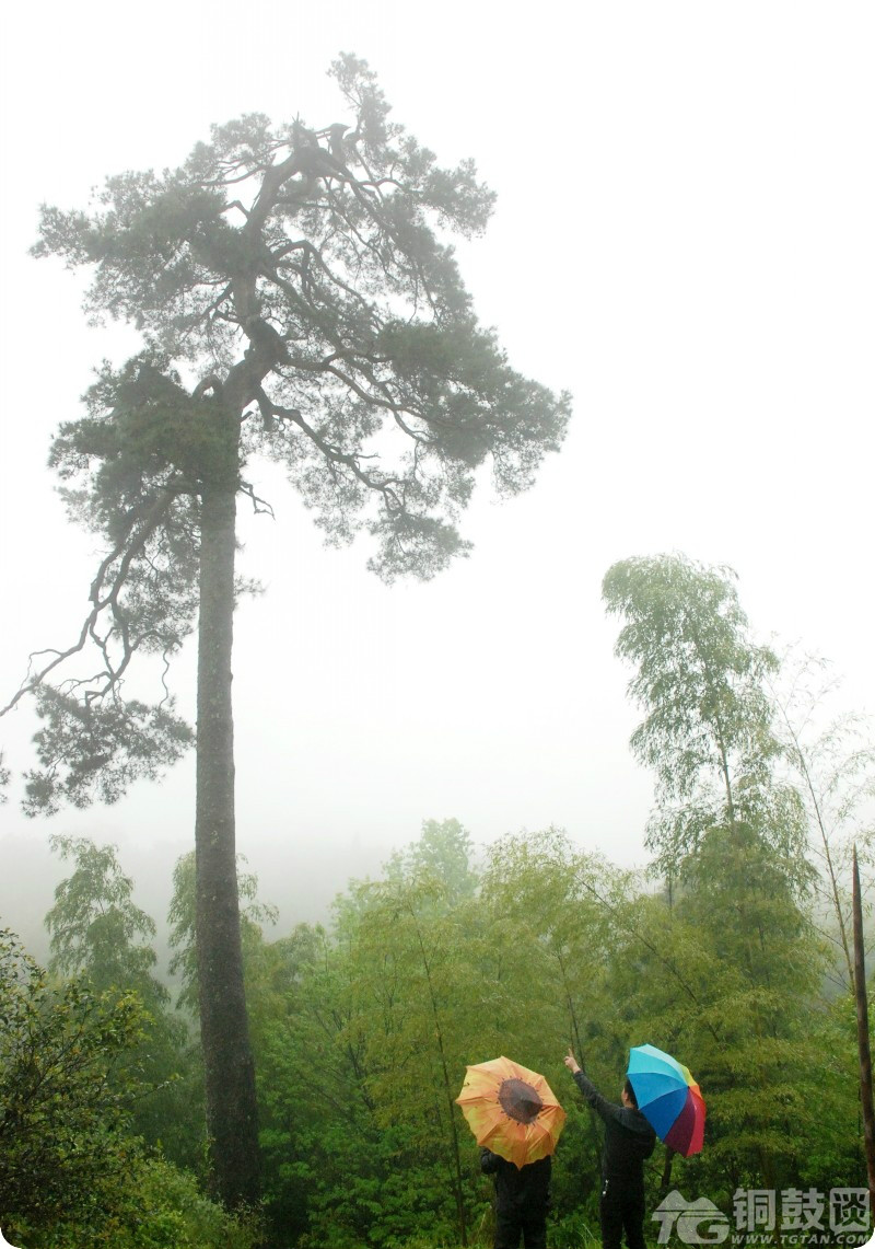 茶山林場