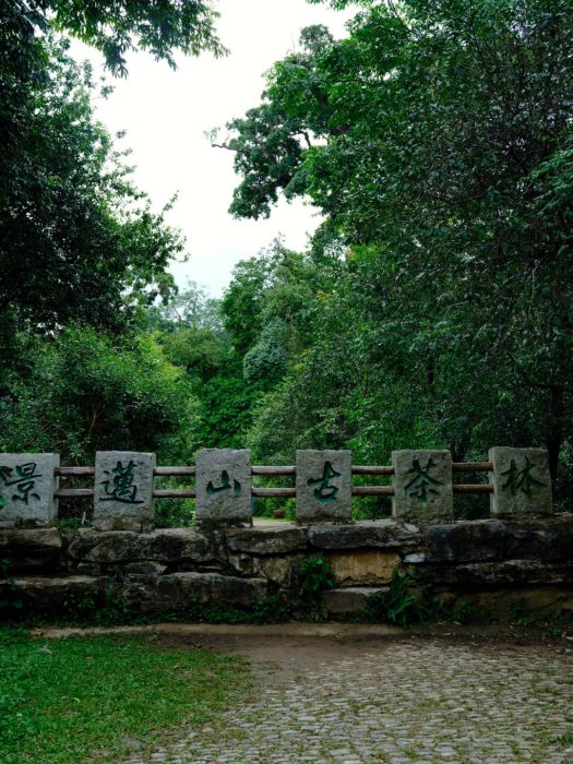 普洱景邁山古茶林