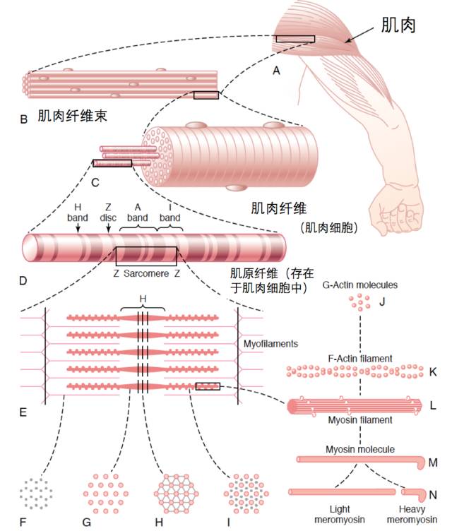 肌肉收縮滑動模型學說