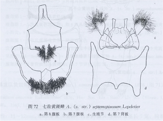 七齒黃斑蜂