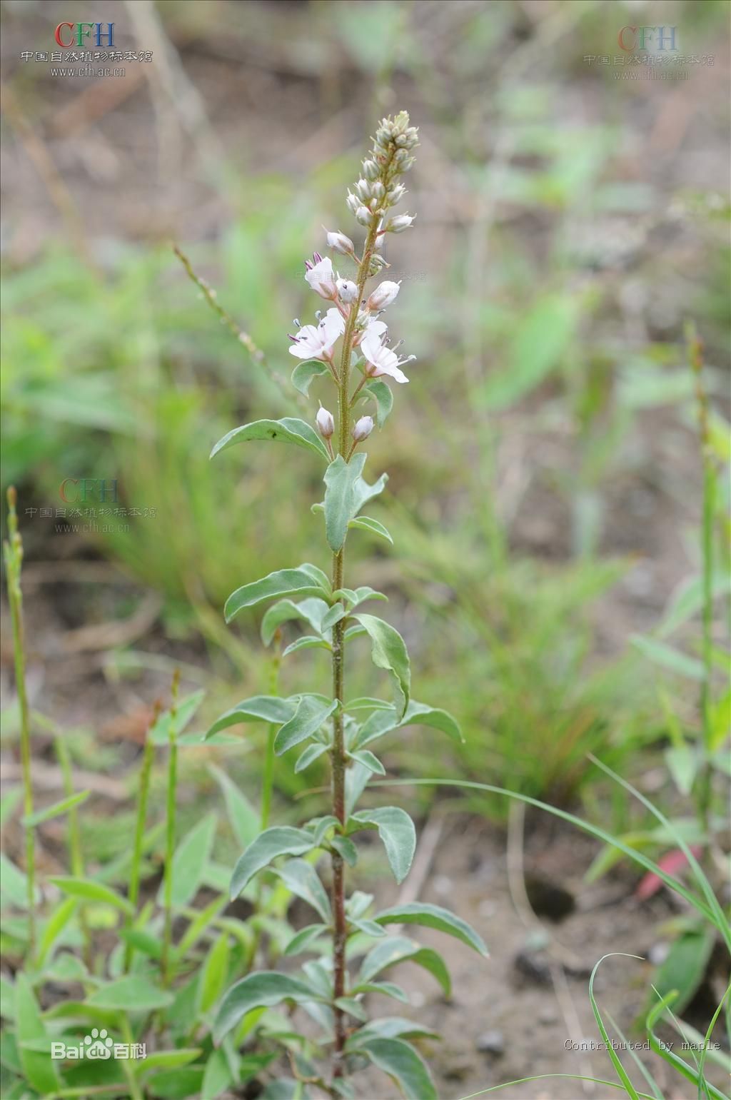 大理珍珠菜