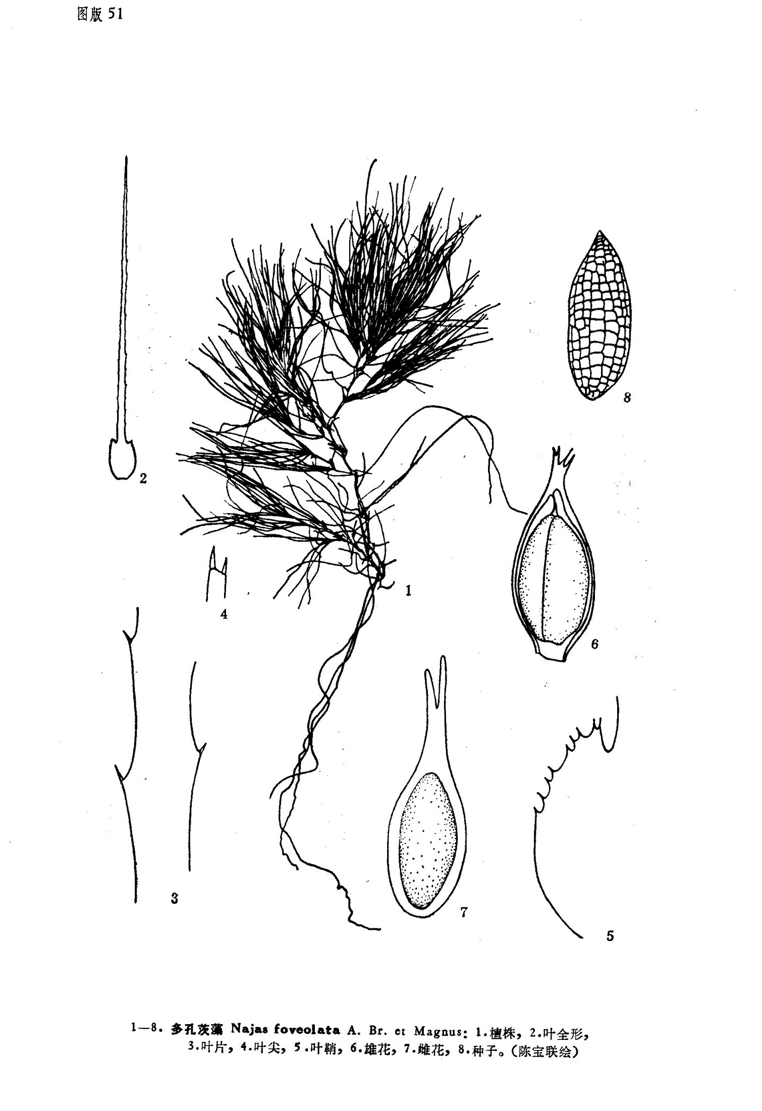 多孔茨藻墨線圖