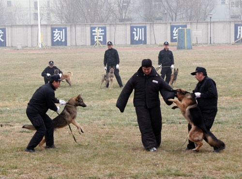 特種警犬