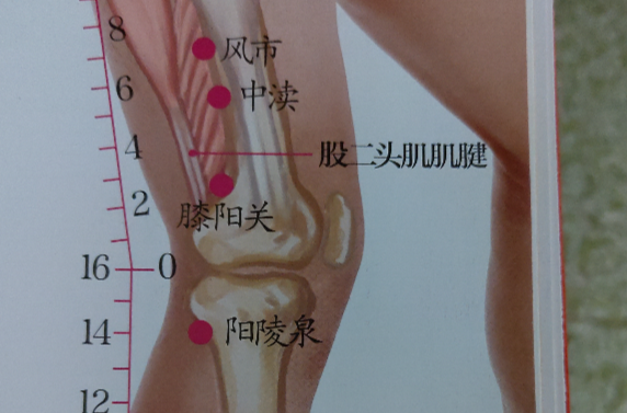 膝陽關穴