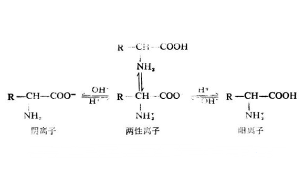 兩性離子(雙端兩性離子)