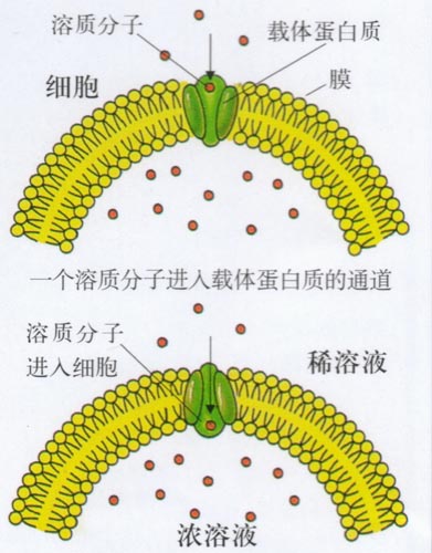 主動運輸