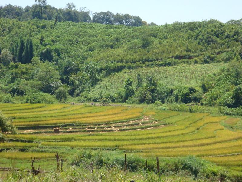 營盤山村稻田