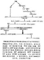 卵子成熟