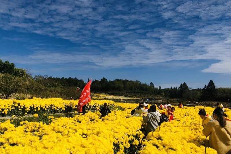 龍漈花海