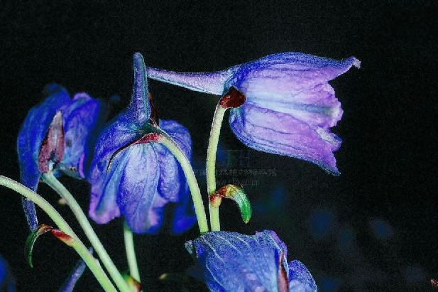 麗江翠雀花(虱子藥)