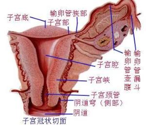 內分泌不孕