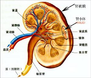 遠端型腎小管酸中毒(遠端腎小管酸中毒)