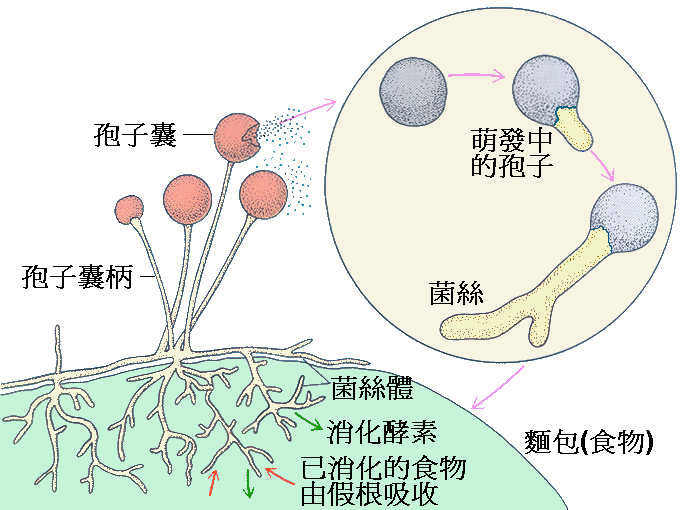 麵包霉