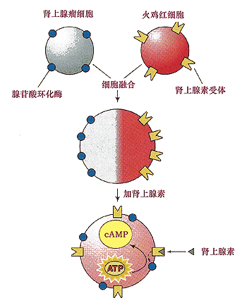 乙醯化