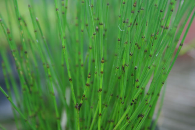 小木賊草