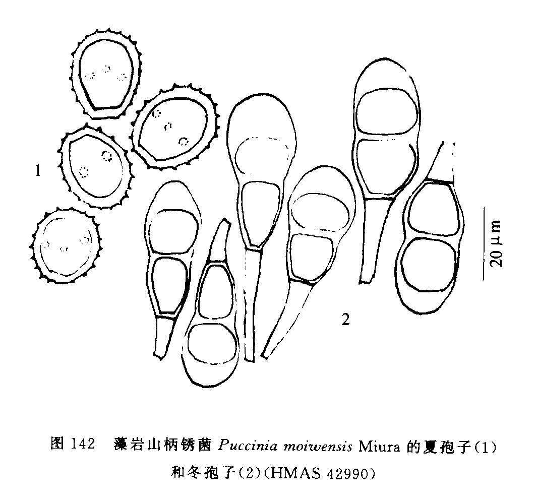 拂子茅柄鏽菌