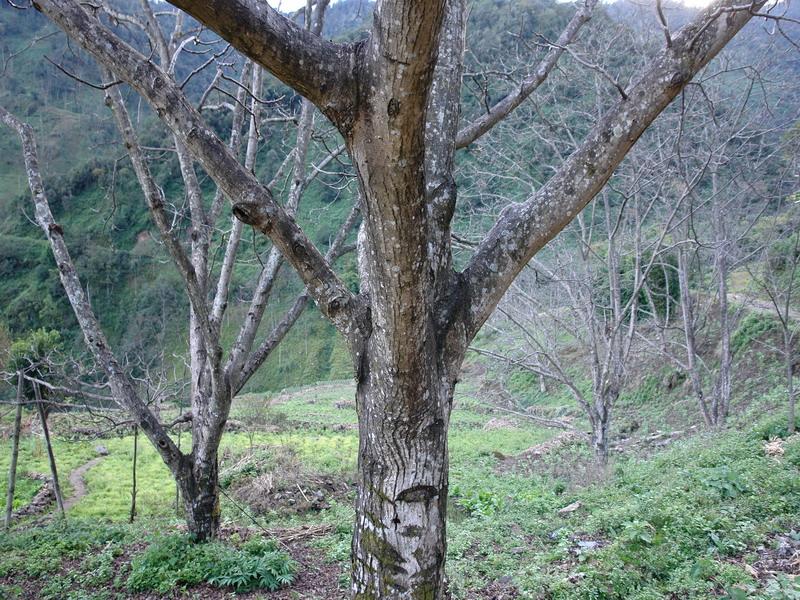 上麥莊村核桃種植