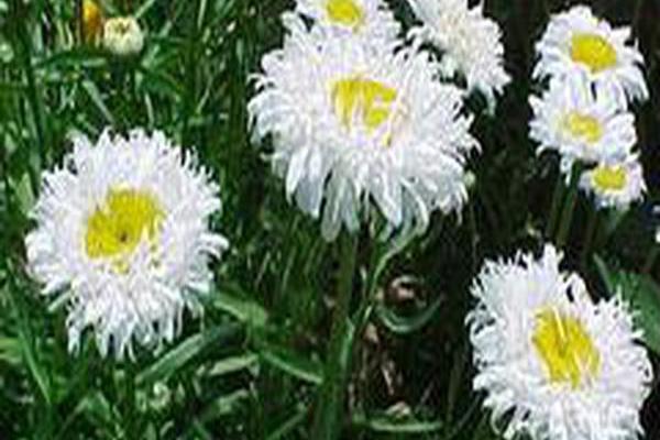 Leucanthemum × superbum \x27Crazy Daisy\x27