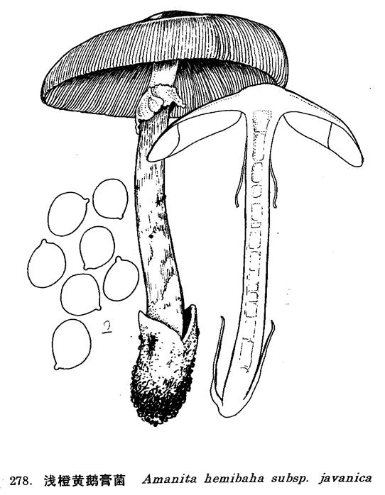 淺橙黃鵝膏菌