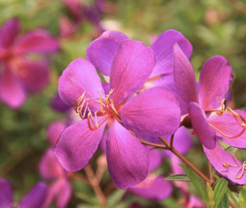 艷紫蒂牡花