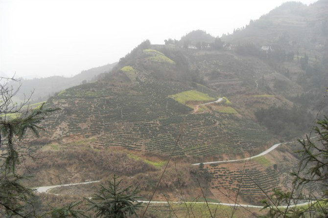 高山槐棠村