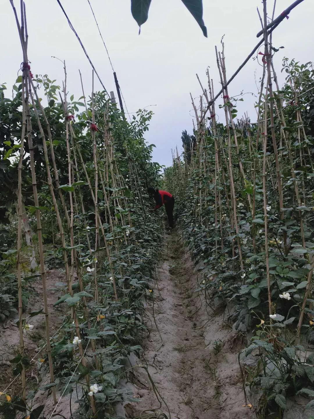 闊勒圖克艾日克村