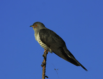 鳥(體表被覆羽毛的卵生脊椎動物)