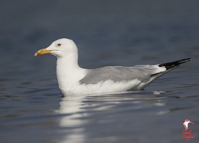 黃腳銀鷗（Larus cachinnans）