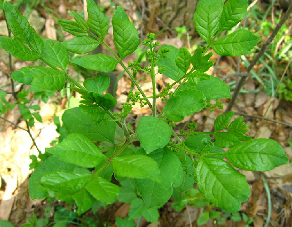 野花椒根