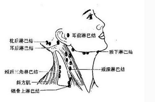 淋巴系統