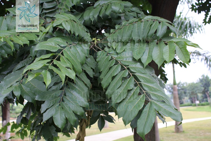 硬核（原變種）