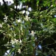 老鴉煙筒花(煙筒花（紫薇科植物）)