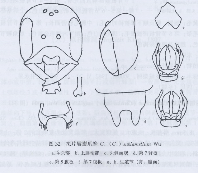 擬片唇裂爪蜂