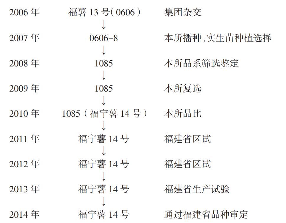 福寧薯14號