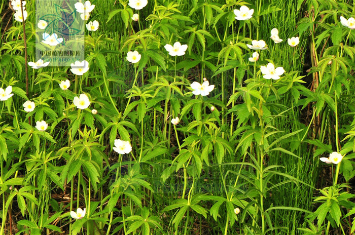 二歧銀蓮花組