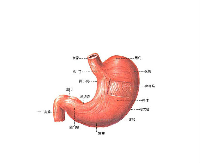 慢性胃病防與治