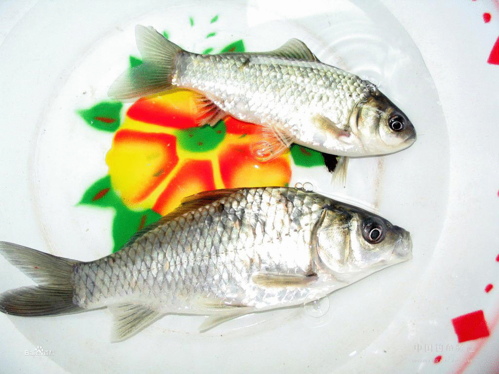 鯽(刀子魚)