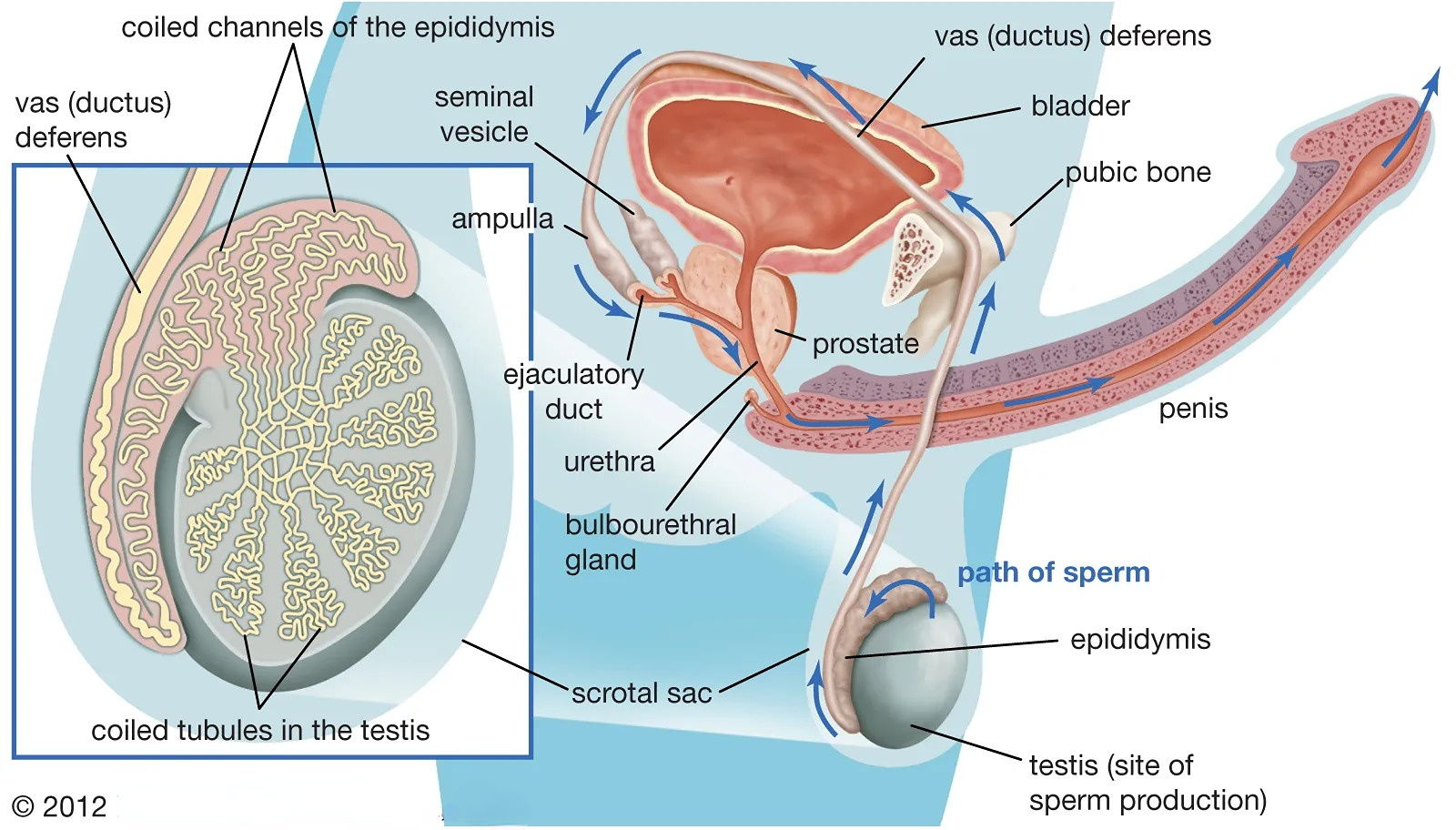 精子(sperm)