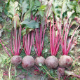 甜根菜(beetroot)