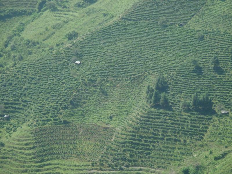 阿那波村的萬畝青茶