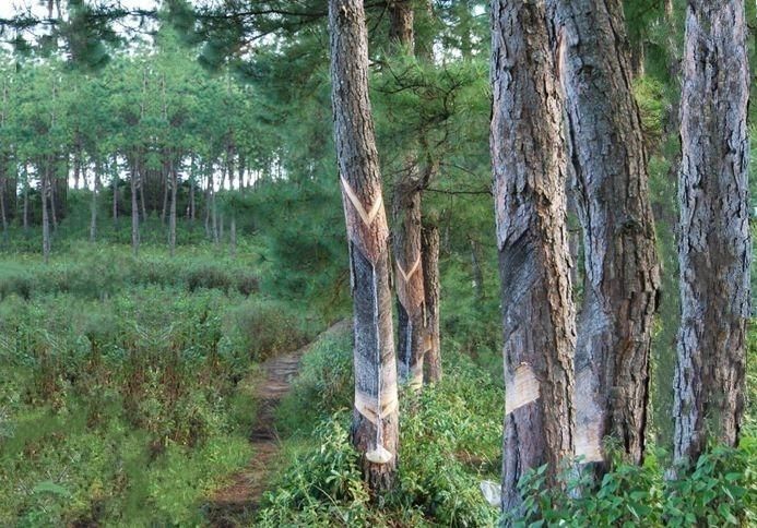 思茅松無性系-景谷碧安文明7號