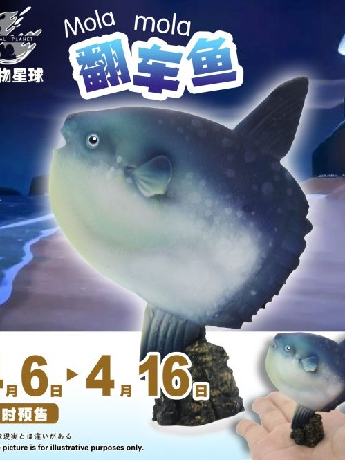 動物星球海洋生物《動物森友會》翻車魚