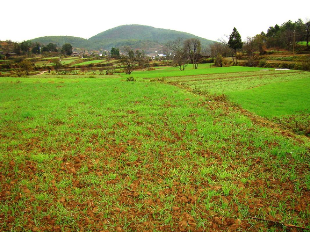 長丘箐村