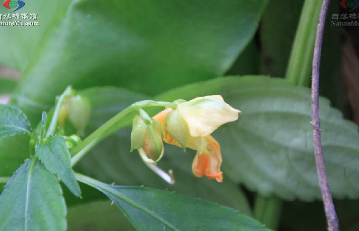 綠萼鳳仙花