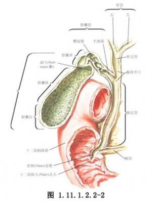 逆行膽囊切除術