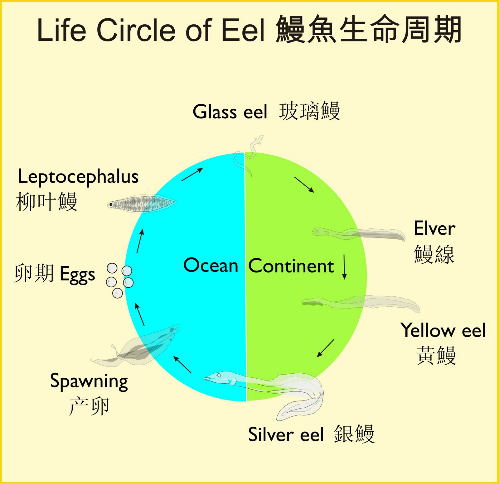 繁殖