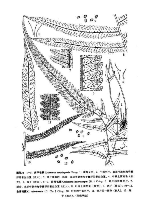 南平毛蕨