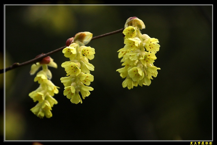 絨毛蠟瓣花