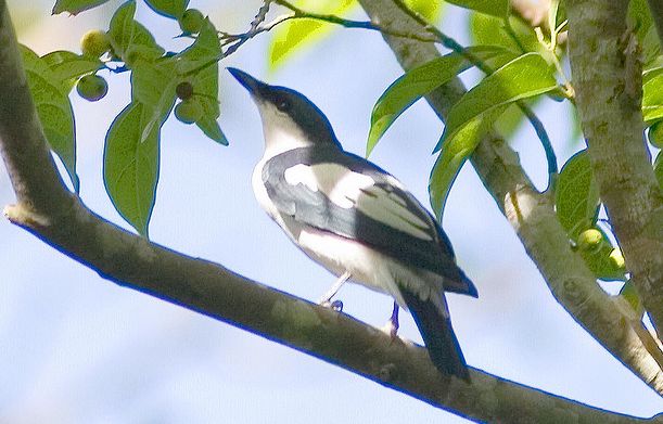 黑白鳴鵑鵙